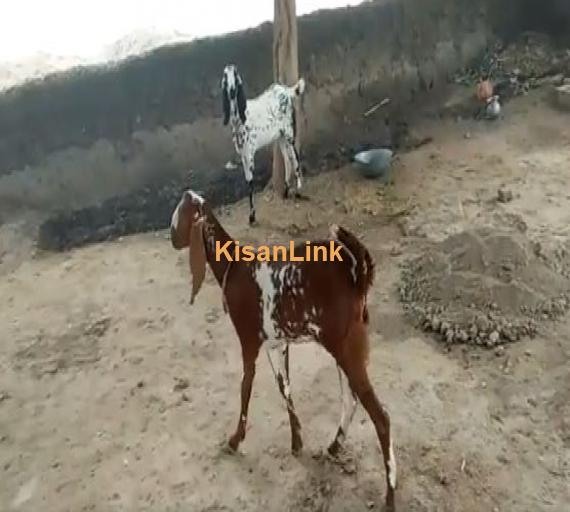مکھی چینی کھیری پٹھ برائے فروخت