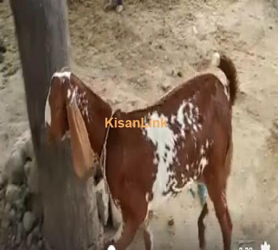 مکھی چینی کھیری پٹھ برائے فروخت