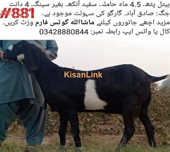 beetal madah for sale