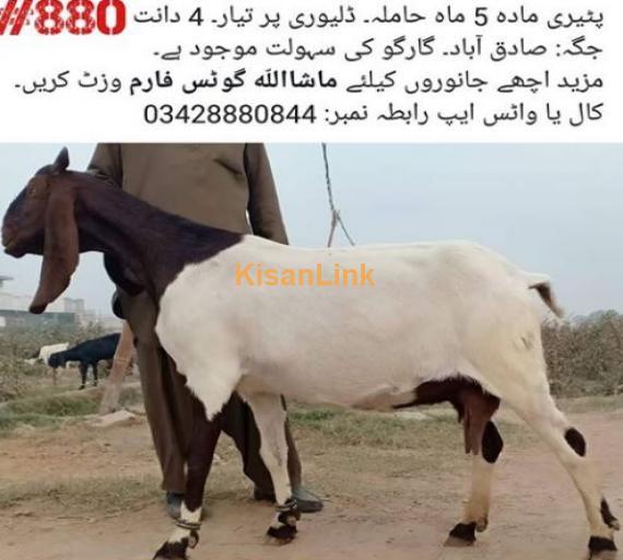 perri madah 5 mah hamila