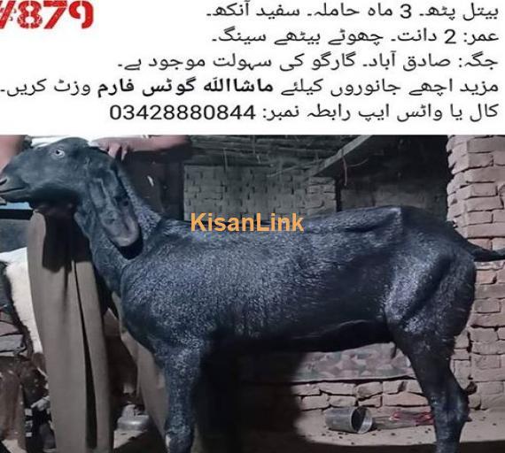 Beetal madah for sale