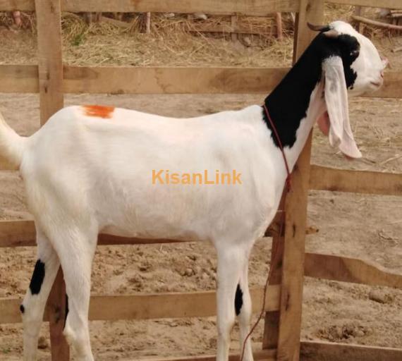 Mashallah nawab shah breed bakri for sale