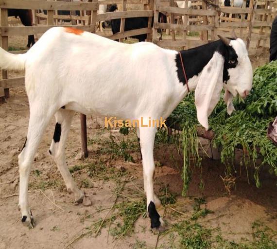 Mashallah nawab shah breed bakri for sale