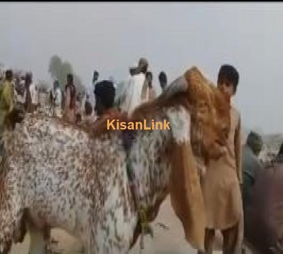 FOR SALE 10 months kheera makhi cheena breeder