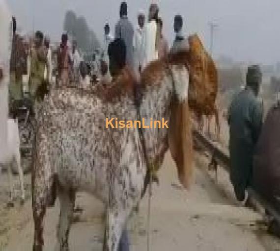 FOR SALE 10 months kheera makhi cheena breeder