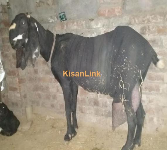 Pure Amratsari beetal goat for sale
