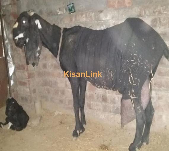 Pure Amratsari beetal goat for sale