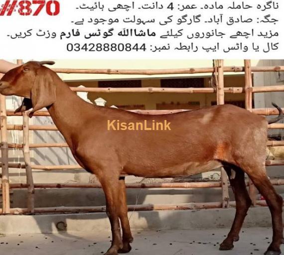 Nagira hamila madah for sale