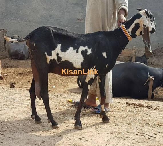 Amartasri bakri with 1 kid