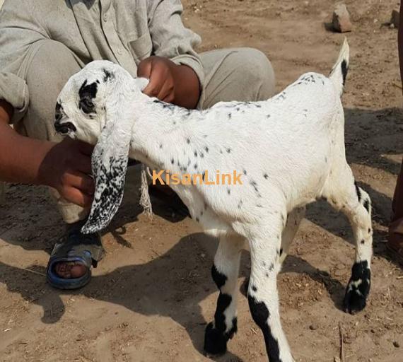 Amartasri bakri with 1 kid