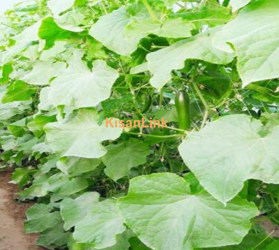 Nobel F one hybrid cucumber *