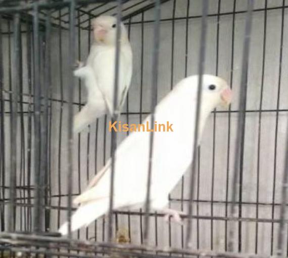 6 adult pairs of albino personata black eyes for sale