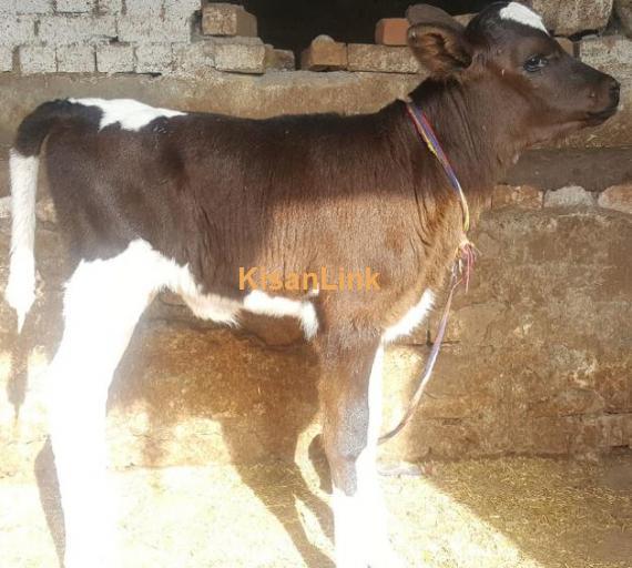 Freshly calved H.Frezion cow 2nd timer for sale with female calf.