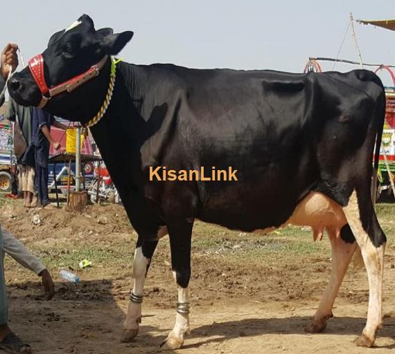 Freshly calved H.Frezion cow 2nd timer for sale with female calf.