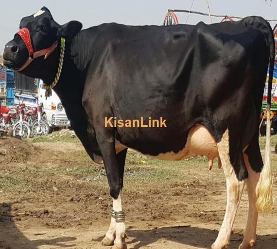 Freshly calved H.Frezion cow 2nd timer for sale with female calf.