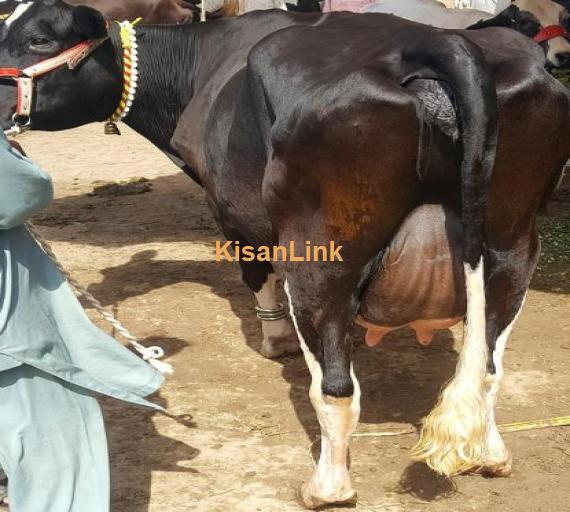 Freshly calved H.Frezion cow 2nd timer for sale with female calf.