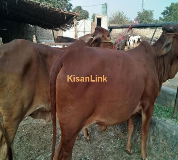 for sale