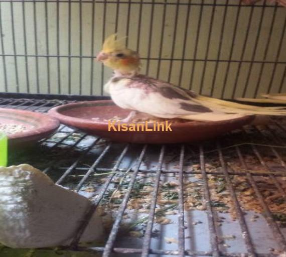 2 Cockteil chicks for sale hand tame ...