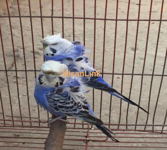 HOGO Breeder pair up for sale