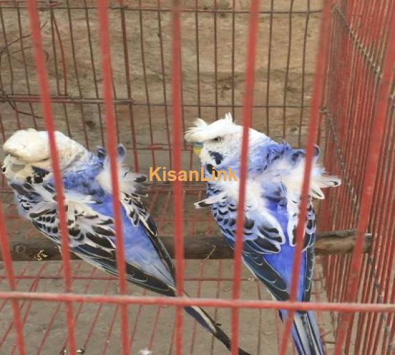 HOGO Breeder pair up for sale