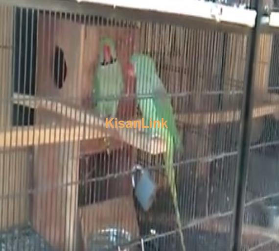 Raw parrot for sale