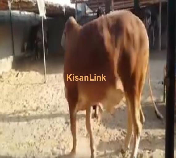 BRAHMAN BACHRI ?????? FOR SALE