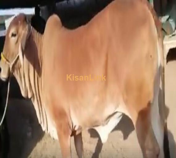 BRAHMAN BACHRI ?????? FOR SALE