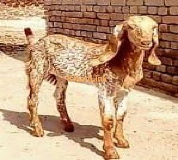 Makhi cheena path for sale