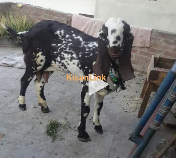 BAKRI FOR SALE