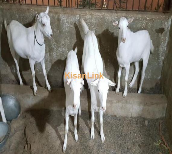 4 taddy male goats for sale
