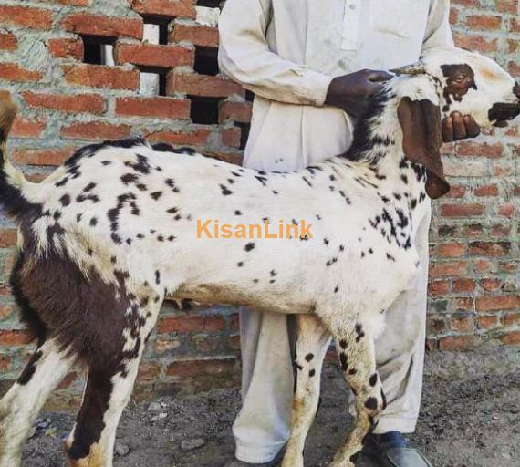 Barkry for sale