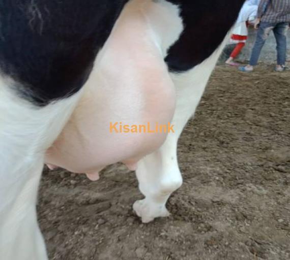 cow far sall