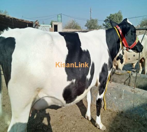 cow far sall