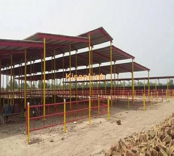 For construction of all kinds of dairy sheds contact us