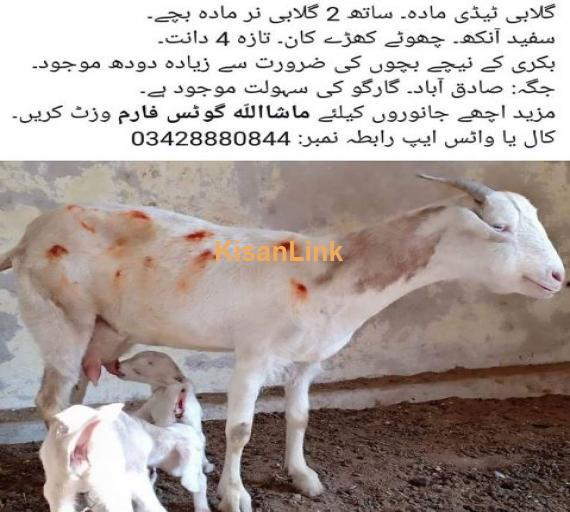 Gulabi Teddy sath 2 narr bachy