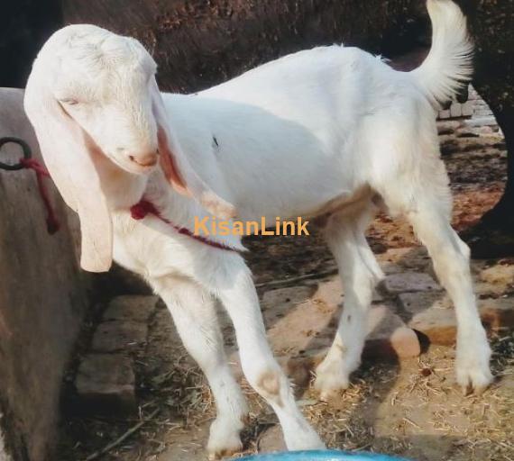 pure rajanpuri 2 male r 1 female age 6 month s for sale.