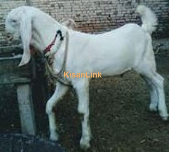 pure rajanpuri male for sale age 6 month for sale