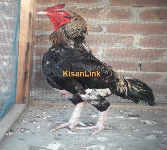 Aseel breeder pair for sale