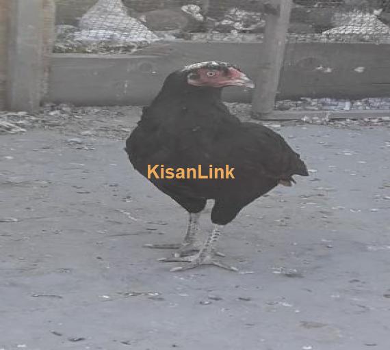 Aseel breeder pair for sale