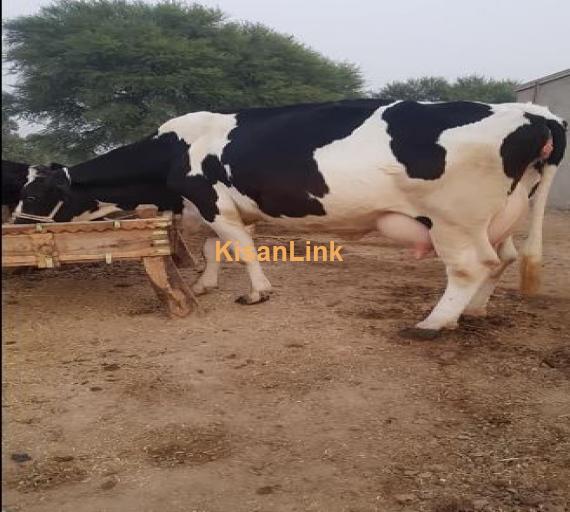 Cow for sale