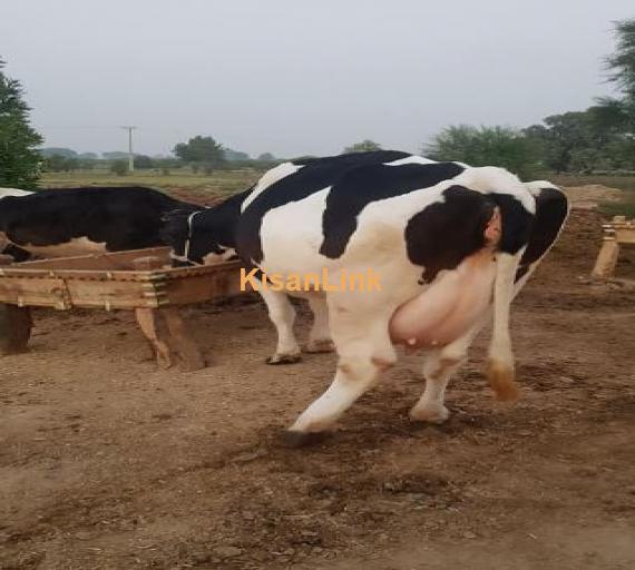 Cow for sale