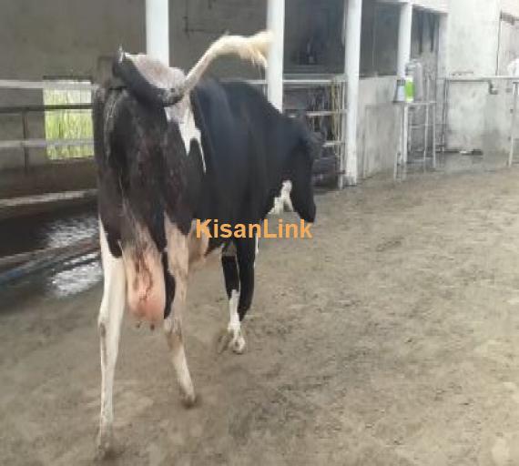 Cow for sale