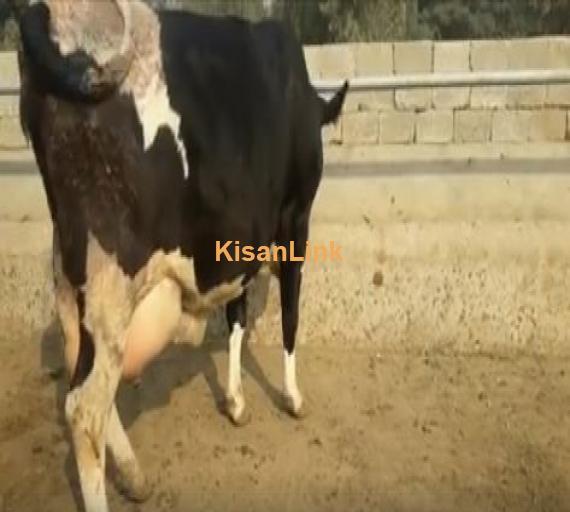 Cow for sale