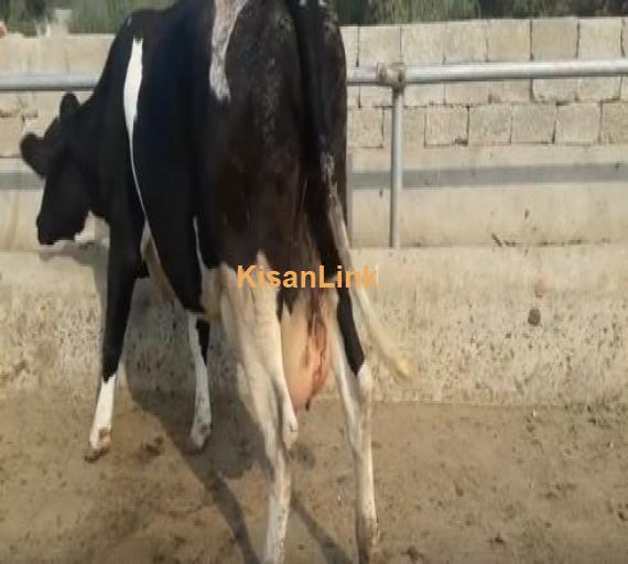 Cow for sale