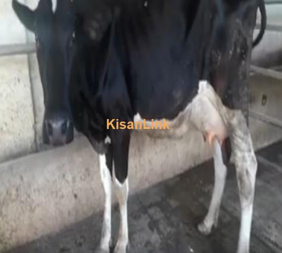 Cow for sale