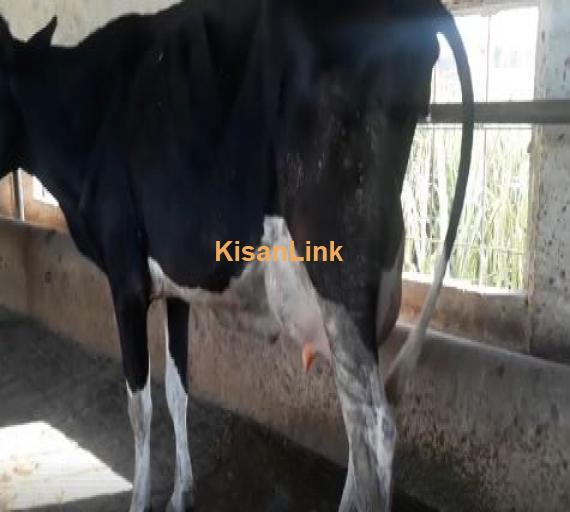 Cow for sale