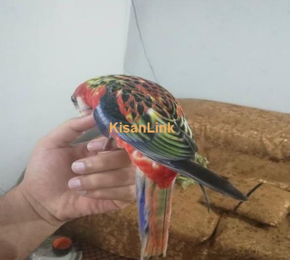 Hand tamed and fly tamed rosella for sale..