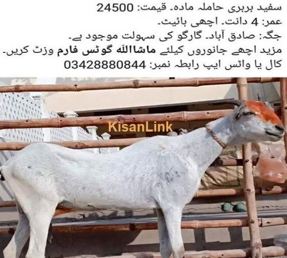 sufaid barbary hamila madah