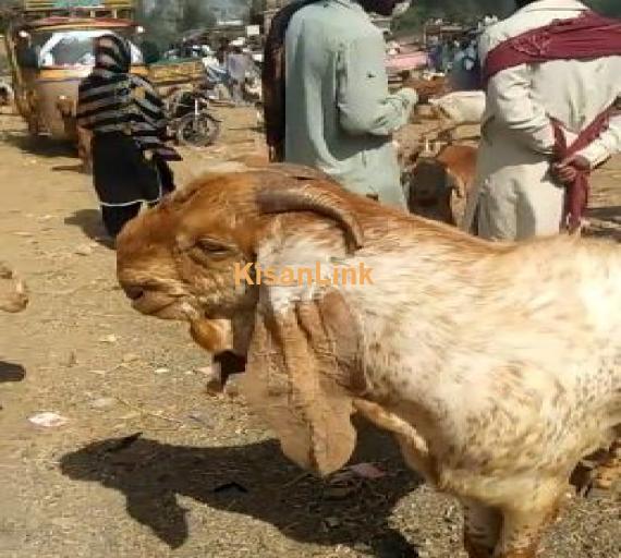 For sale Beautiful puer makhi cheeni path