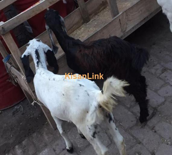 Goats for sale